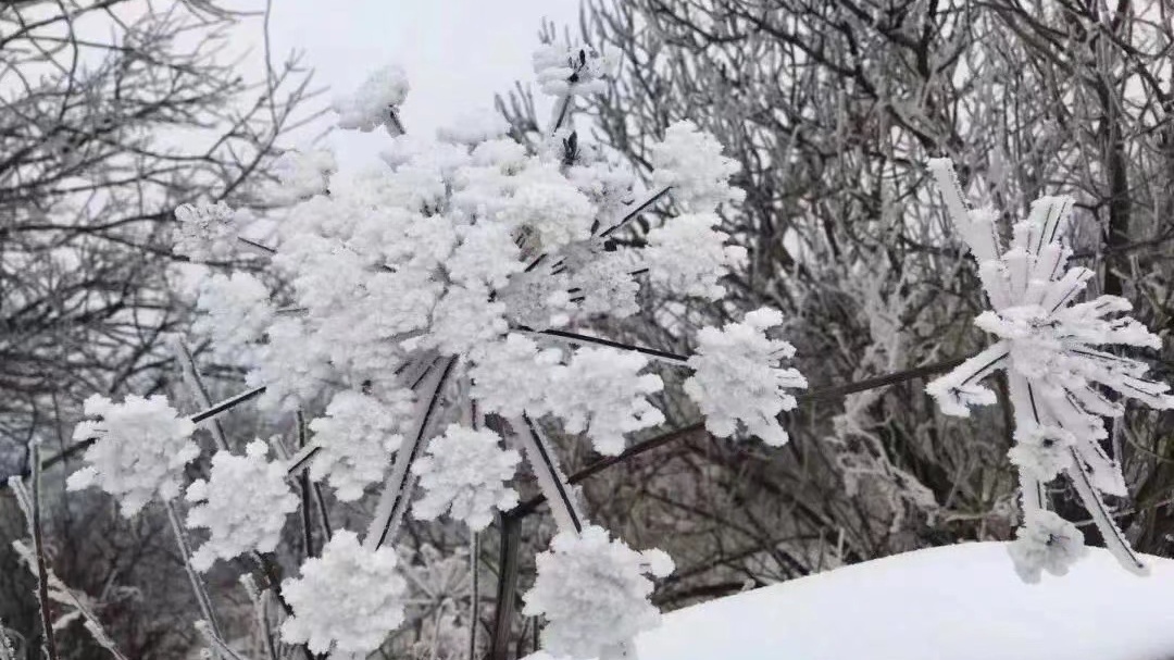 深山飘春雪 白草畔真的变“白”了