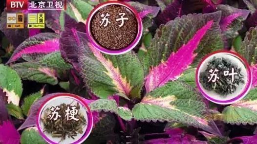 家里种盆它,泡茶、外敷、入药都能用,疏肝、助眠、强身体…可别错过 家里种盆它,泡茶、外敷、入药都能用,疏肝、助眠、强身体…可别错过