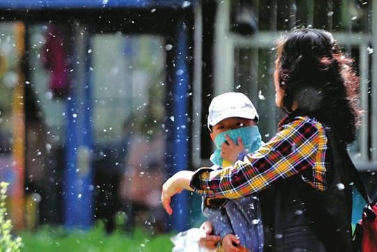 济南积极应对春季杨柳飘絮问题 五方面着手防