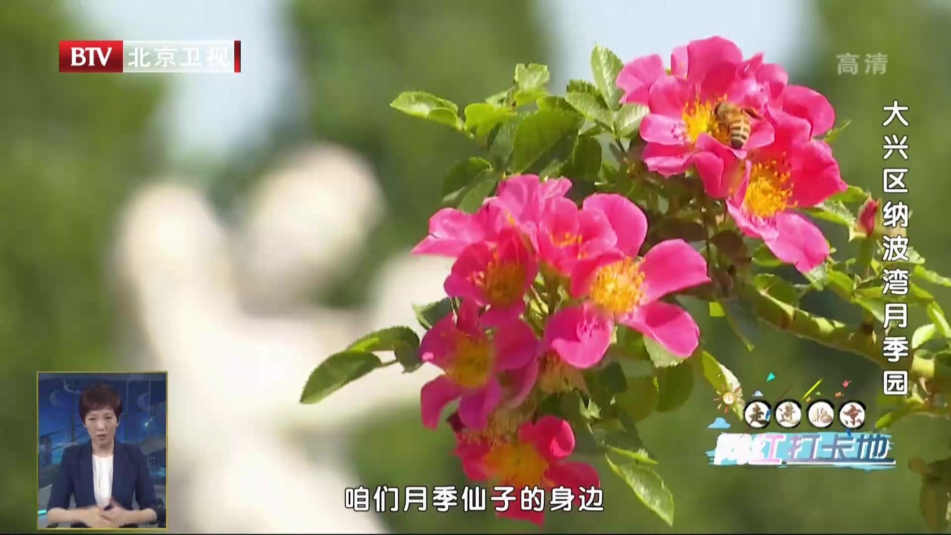 走进北京网红打卡地丨大兴区纳波湾月季园