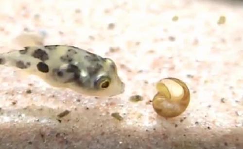 巧克力娃娃鱼是一种淡水观赏鱼,喜欢吃蜗牛