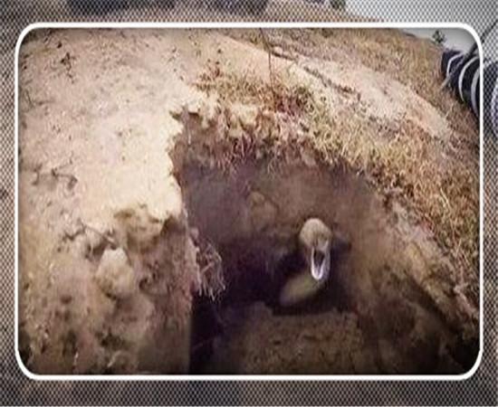 男子野外抓地鼠的时候, 发现一个奇怪的小洞口