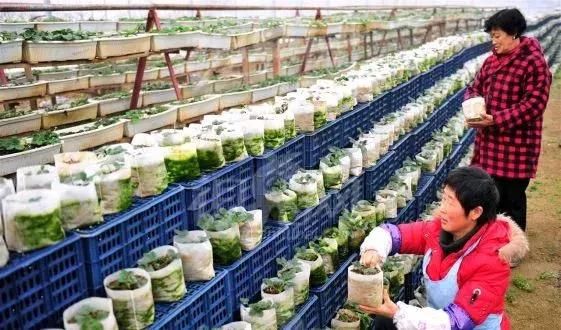 办合作社和办家庭农场到底哪个好?(附申报流程