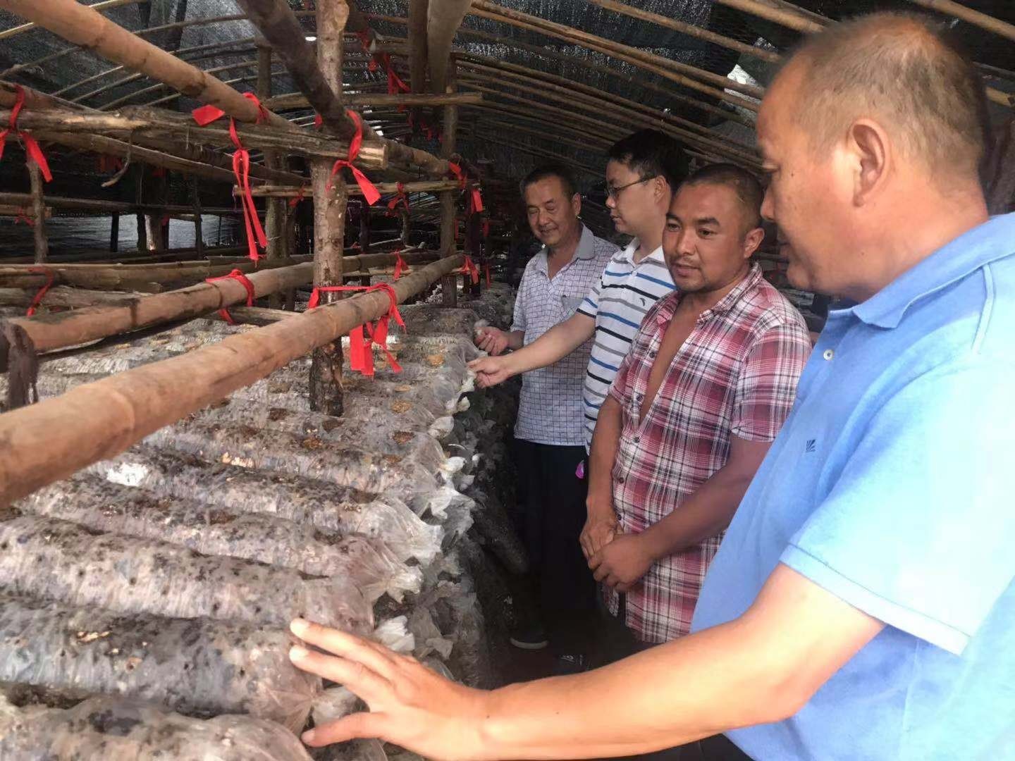 西峡县桑坪镇北湾村张正林 脱贫路上不停步(图1) 西峡县桑坪镇北湾村张正林 脱贫路上不停步(图1)