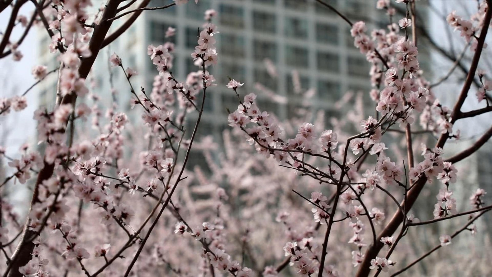 CBD城市森林公园春意渐浓 CBD城市森林公园春意渐浓