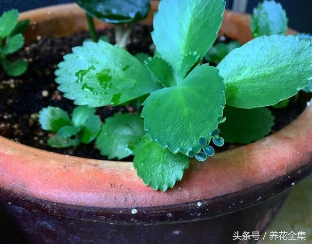 大家都很熟悉落地生根这个成语,却不知道它还