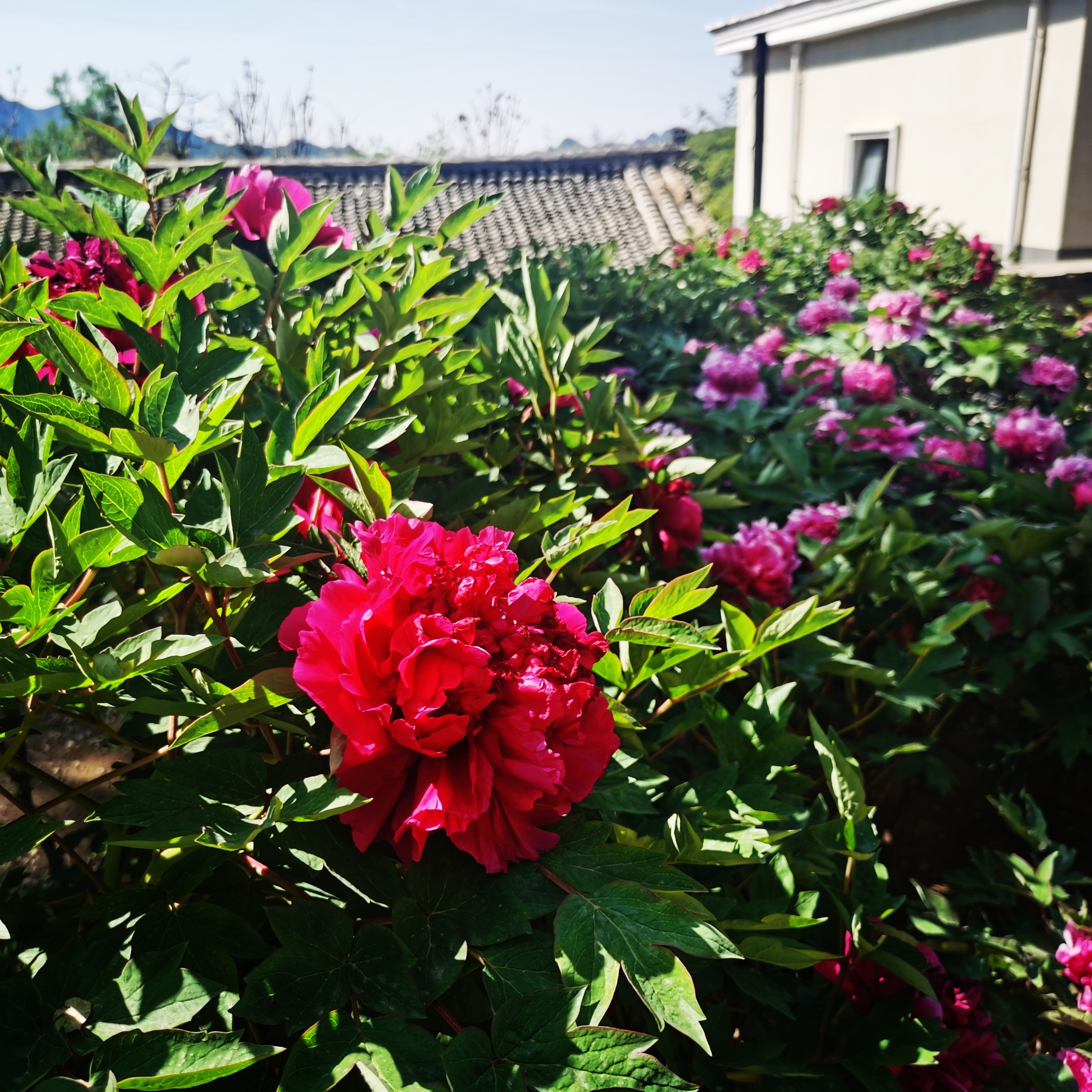 延庆牡丹文化节"花开花落二十日"至花期结束 "花样"活动等您来