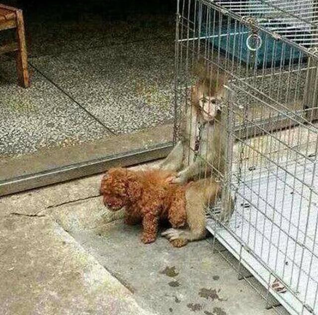 调皮泰迪想要捉弄猴子,结果却反被调戏,这下该