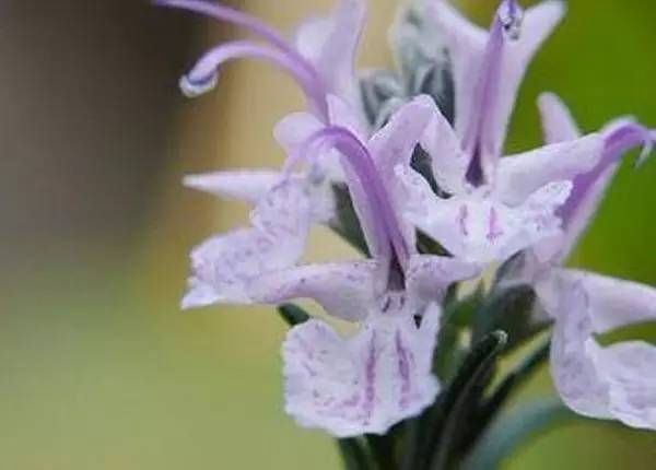 每天喝点保健葡萄酒有助于清新提神!