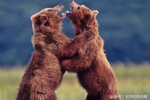 大怒中棕熊如果遇上东北虎,它能够一掌劈了老