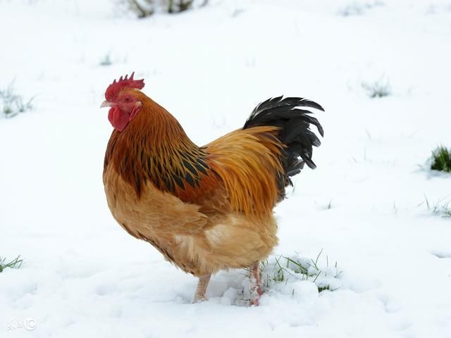 属鸡人的喜事来了,谁家有属鸡的?你家不得了