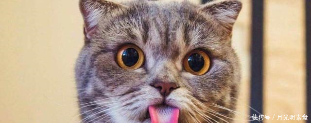 人到中年吃什么食物可以补肾,提升男人性能力