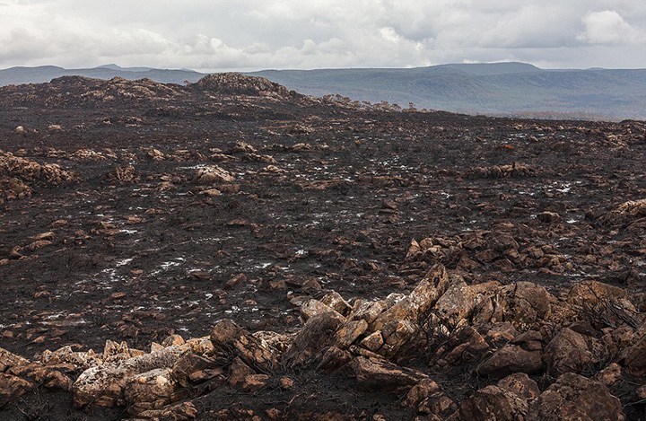 火灾后的远古森林。