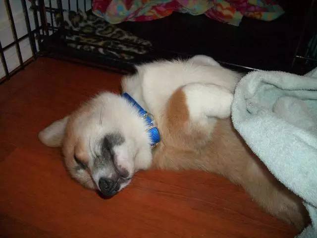 为什么狗狗睡着后都会发出怪怪的声音 为什么狗狗睡着后都会发出怪怪的声音