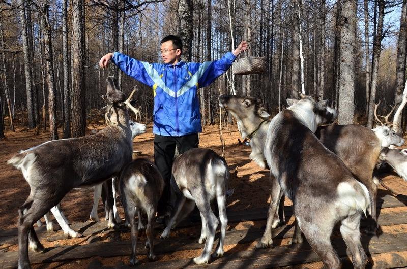 内蒙古之最:全国唯一的驯鹿种群分布地 内蒙古之最:全国唯一的驯鹿种群分布地