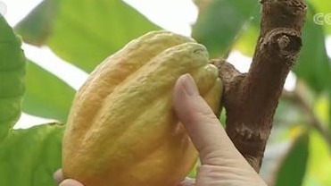 巧克力30年后或将灭绝!全球变暖威胁可可豆生产