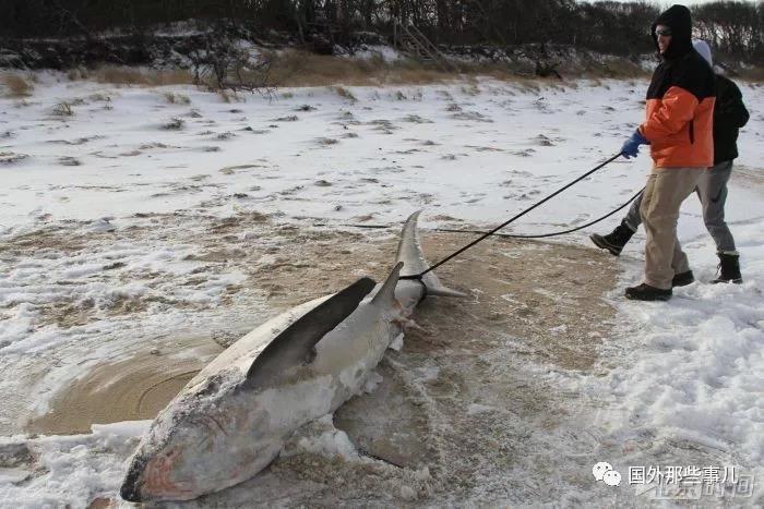 海滩惊现鲨鱼尸体 竟然是被冻死的