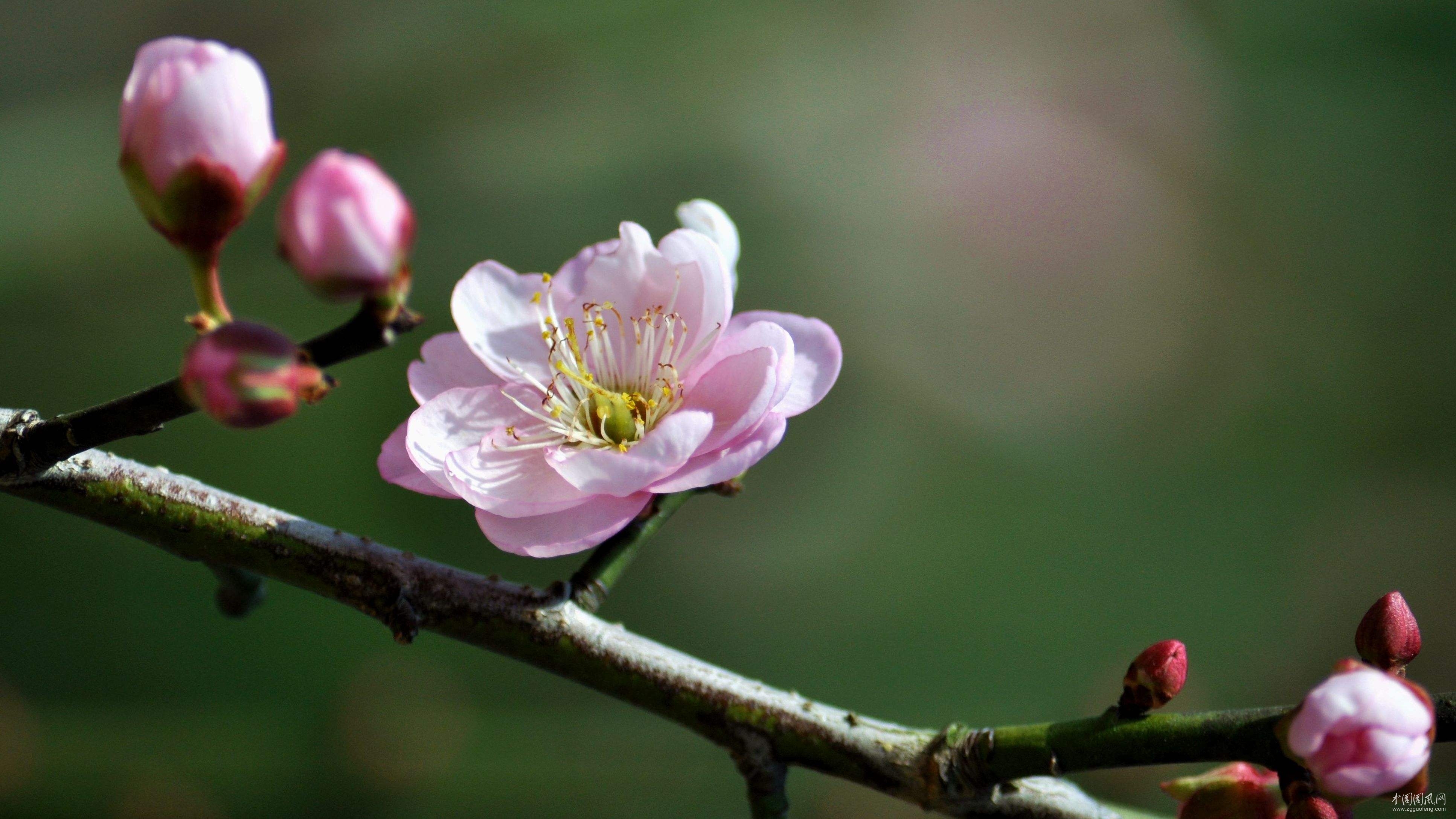 梅花(文/毛祥麟)