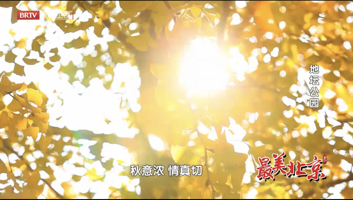 探寻最美北京——地坛公园银杏大道落叶纷飞 探寻最美北京——地坛公园银杏大道落叶纷飞
