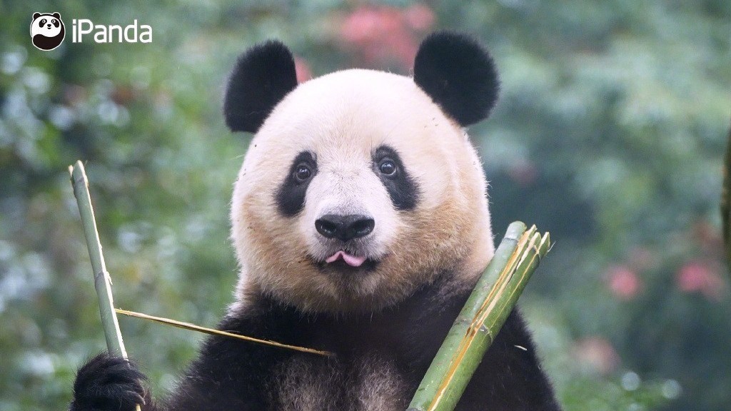 大熊猫“香香”亮相四川雅安 正式与公众见面