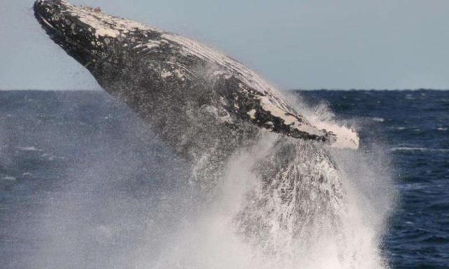 日本东京湾鲸鱼频频跃出海面示警,专家称可能会随时发生大地震!