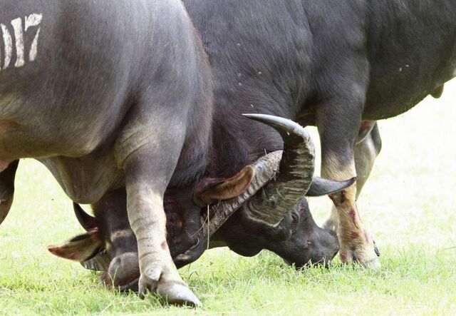 水牛意外撞死主人 越南传统斗牛活动被叫停