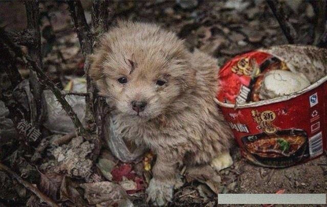 流浪狗不愿跟人走,直到他把领养人带到垃圾堆