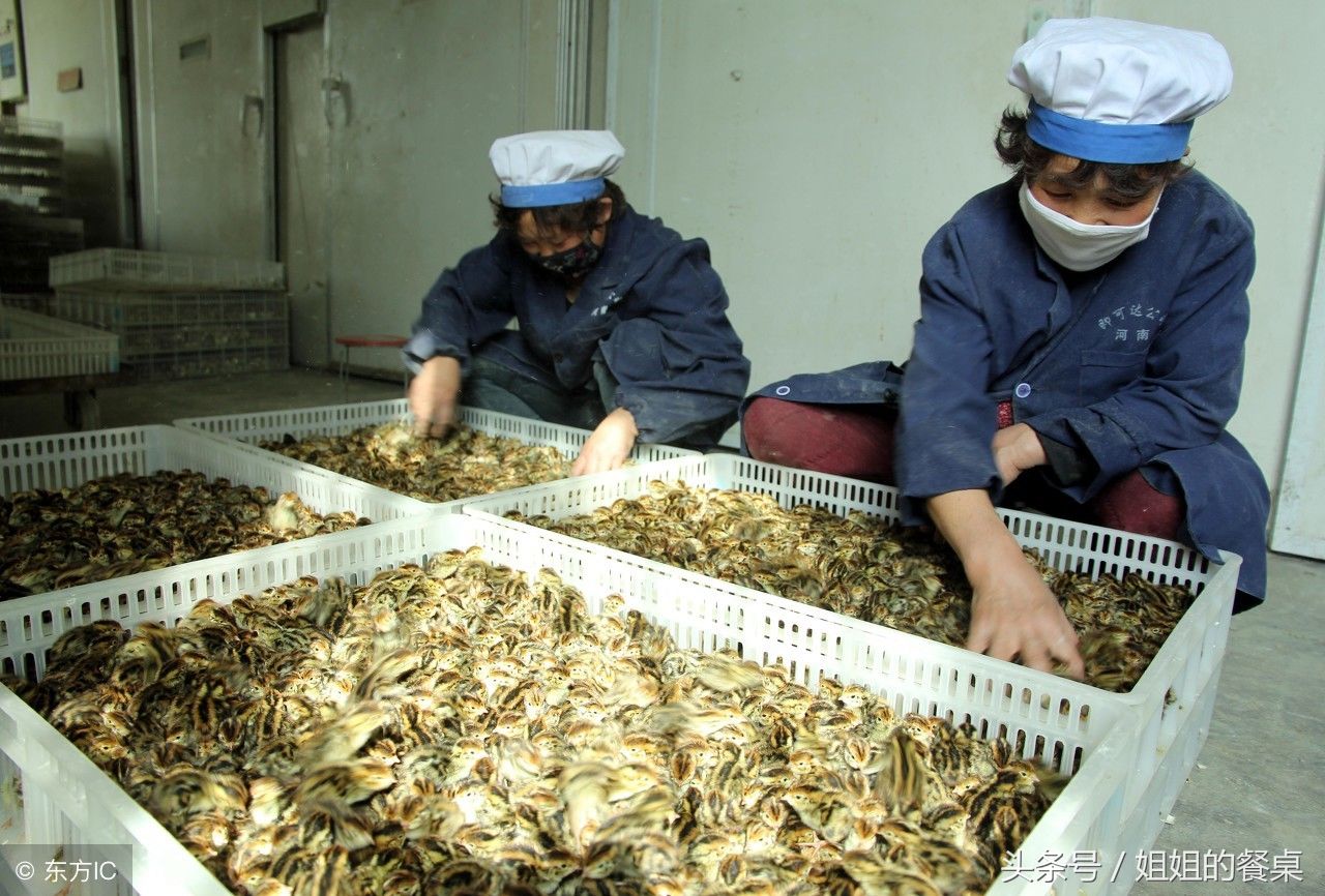 比给人类当美食还惨!这些鹌鹑一出壳就成了饲料