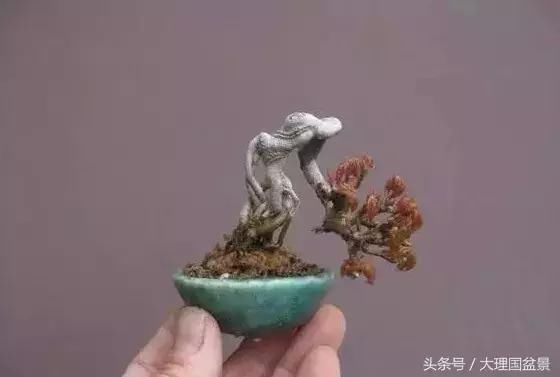 把盆景玩弄于股掌之上