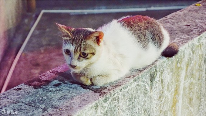 深圳西涌鹤薮,被遗忘的古村落