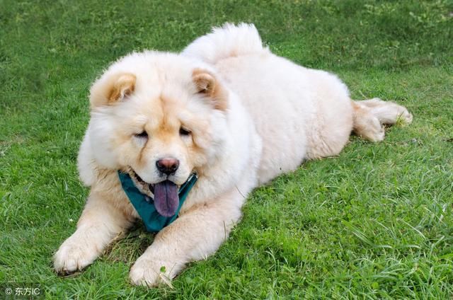 同样是狗,为什么养松狮的人少?理由很简单就7
