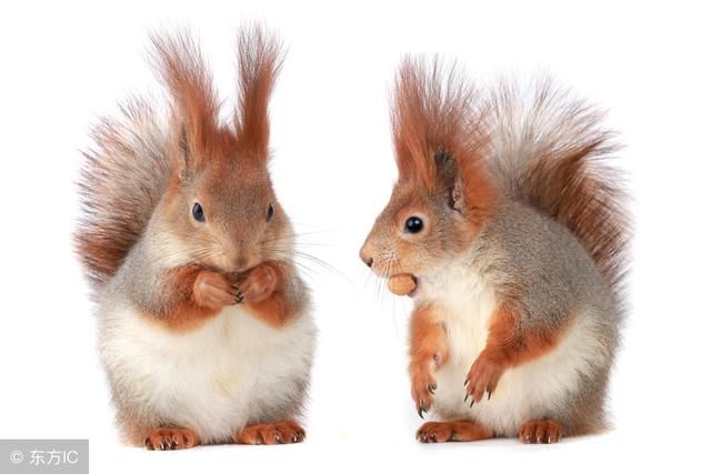 杨半仙预测生肖鼠,得长点"心"了