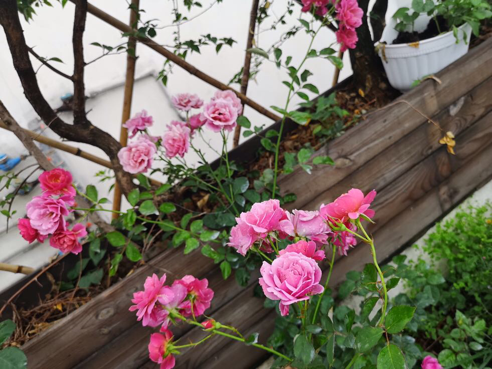 月季花什么时间剪枝最好 t01af81440bcd56bd59.jpg?size=981x736