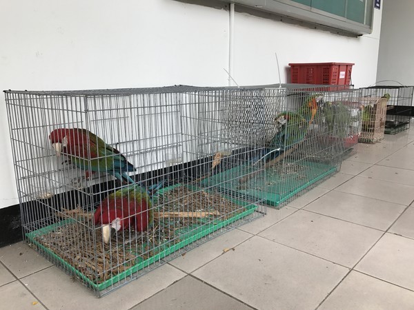 男子偷18只鹦鹉卖不掉 被吵得受不了带鸟自首 男子偷18只鹦鹉卖不掉 被吵得受不了带鸟自首