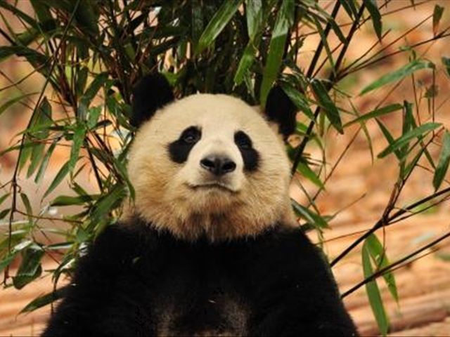 你们知道中国大熊猫寿命是多少年吗?而他们的