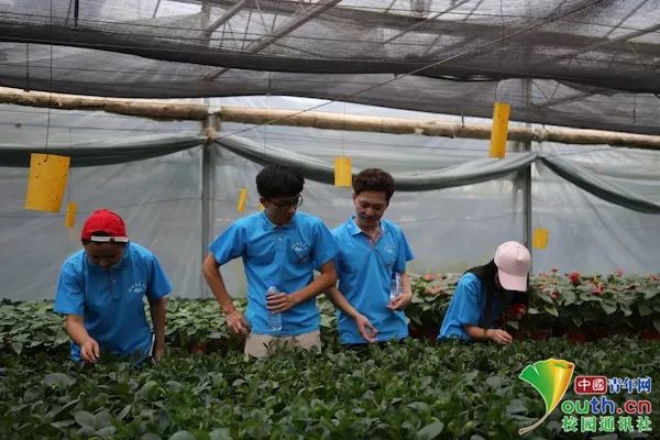 河南大学生走进红色裴寨社区 感受改革开放40