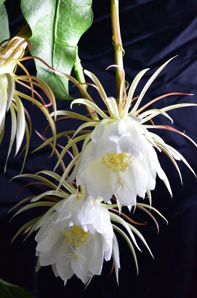 家里养一盆昙花等于养一颗灵芝草