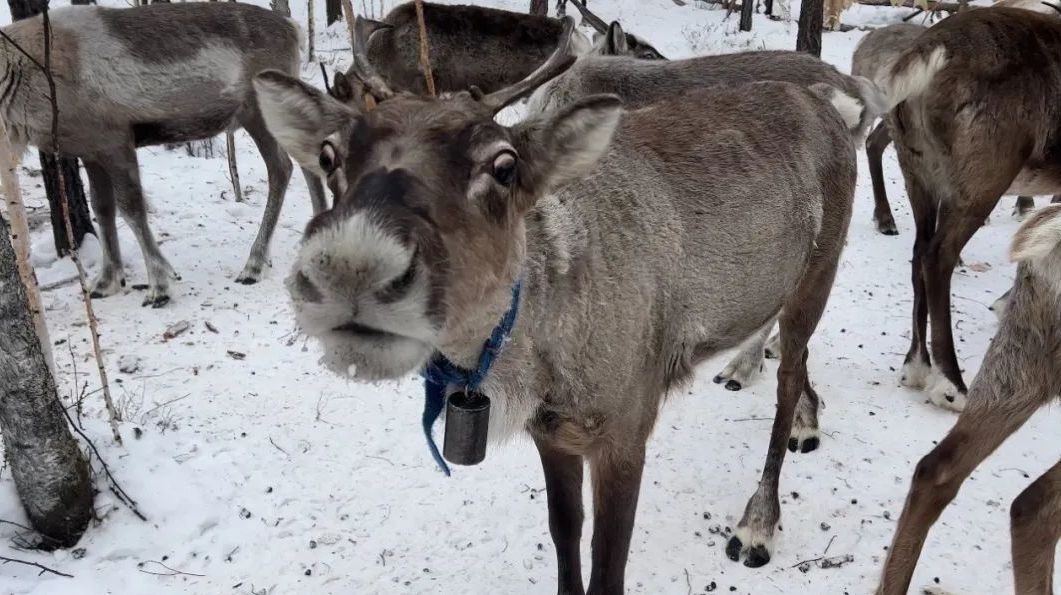 冷资源有热情怀！探访中国最后的驯鹿部落