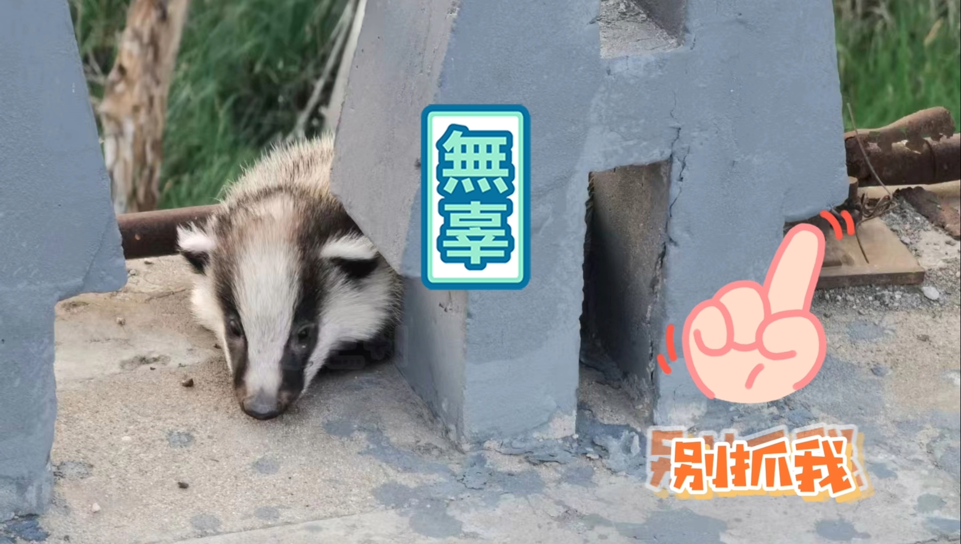 延庆妫河边惊现多只野生狗獾!网友:“闰土,这不是你的猹吗?!” 延庆妫河边惊现多只野生狗獾!网友:“闰土,这不是你的猹吗?!”