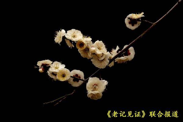 16岁小记者聂安邦镜头中的春色