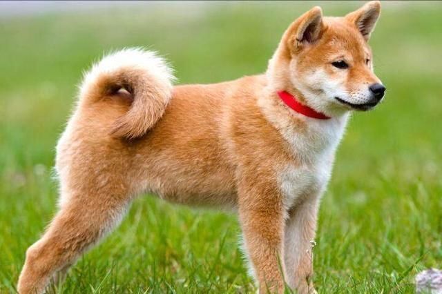 世界上最贵的4种狗,秋田犬上榜,第一种摸一摸