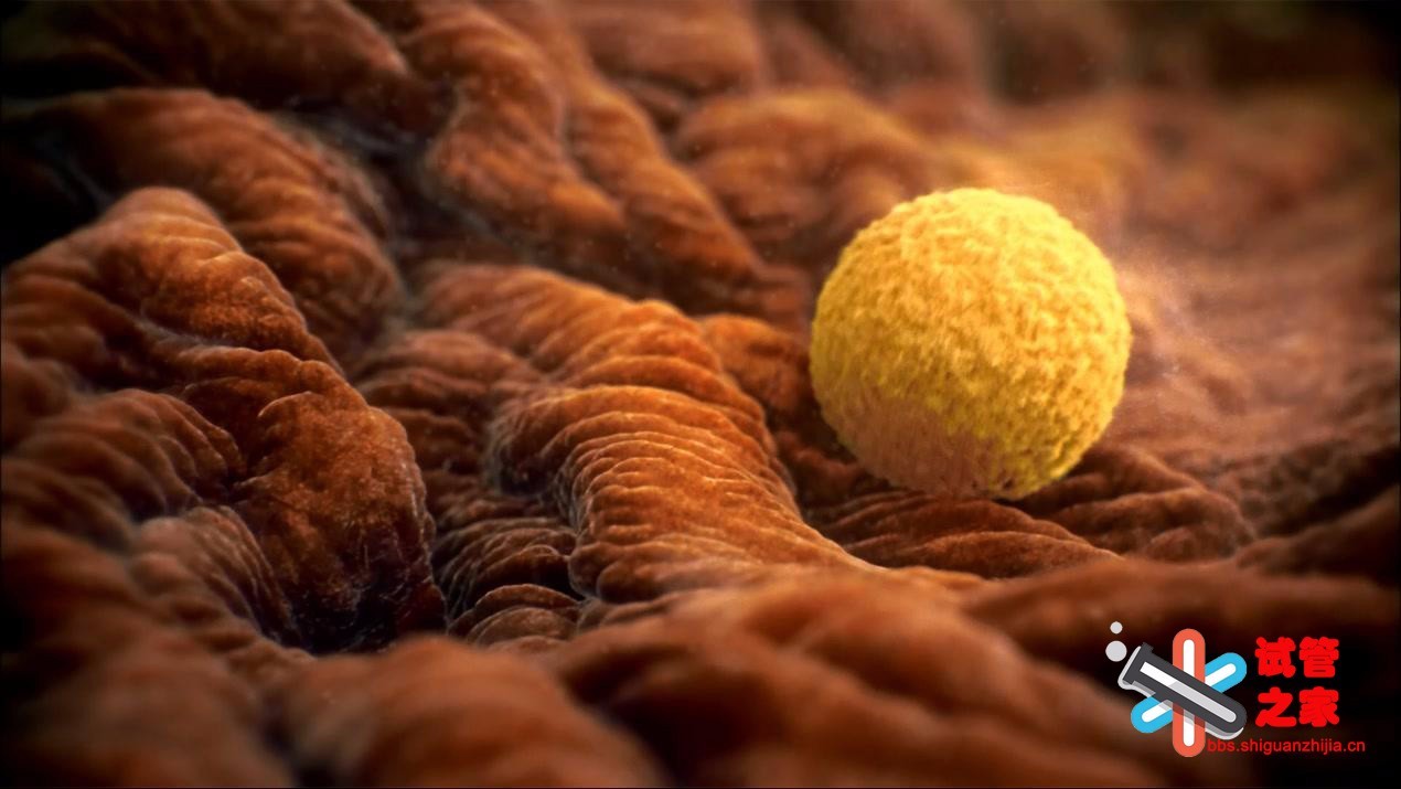 试管之家:试管婴儿卵泡发育成什么样才是最好