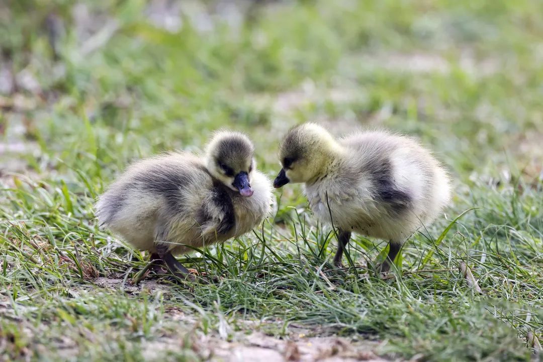 朝阳公园又添"新成员"鸿雁宝宝把心"茸化"