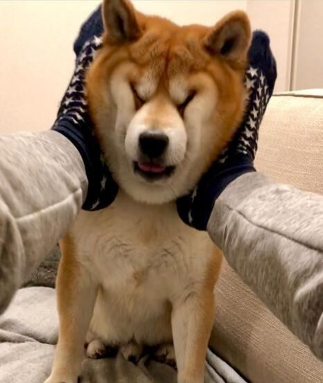 主人用脚捏柴犬的脸,柴柴笑容逐渐僵硬:铲屎的!你别太过分!