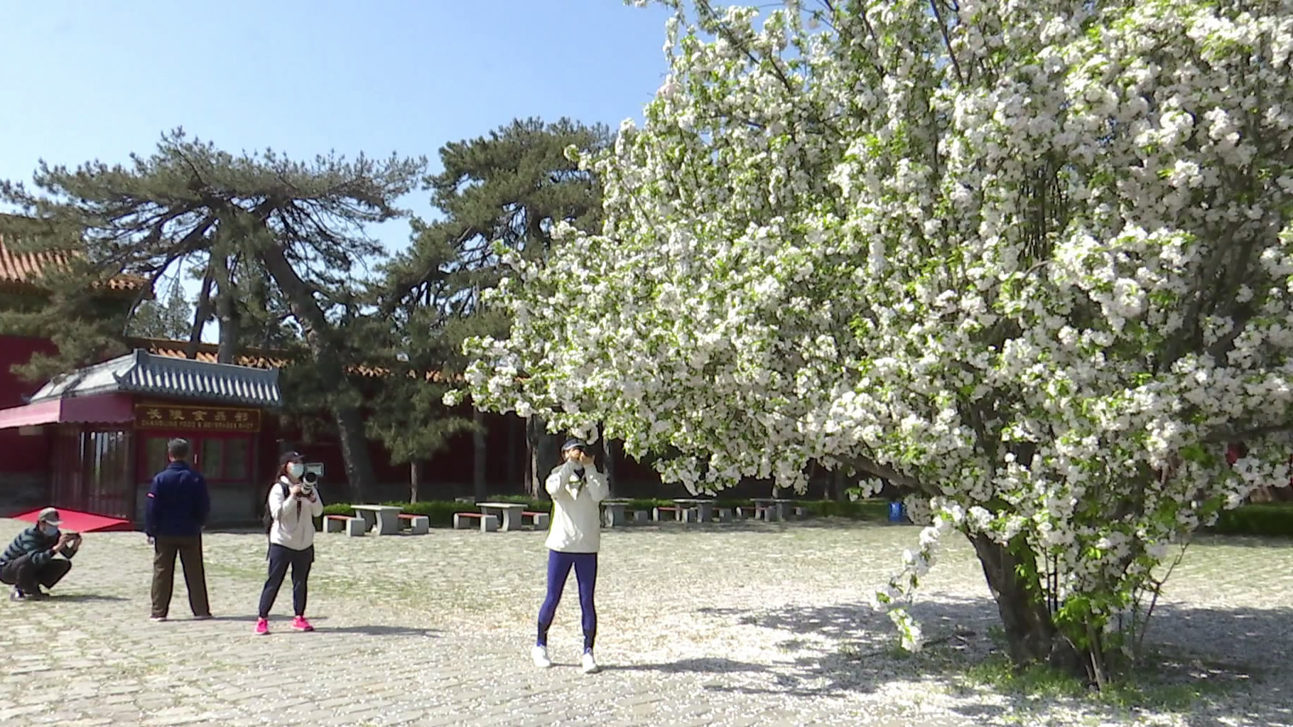 明十三陵长陵景区4棵年近六旬西府海棠盛放 明十三陵长陵景区4棵年近六旬西府海棠盛放