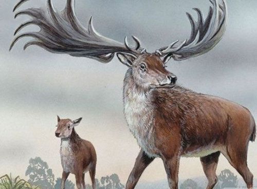 地球上10大堪称奇迹的动物,爱尔兰大鹿死而复
