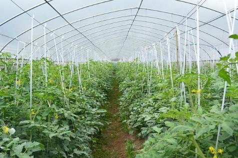 男子办家庭农场,靠租地年收入轻松获得100万元