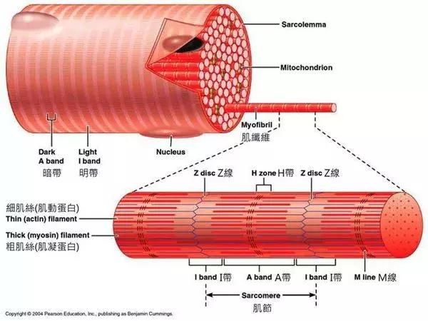 健身基础知识窥探组成肌肉的肌纤维