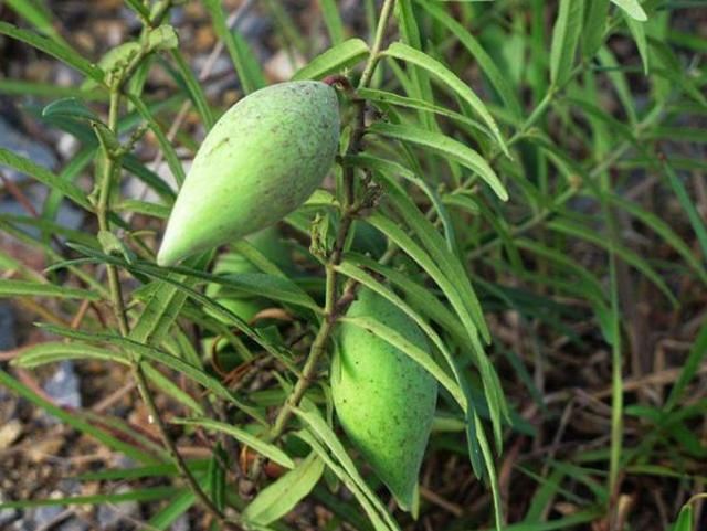 小时候常吃的这几种野果子,吃过的现在都不小了,00后估计没见过