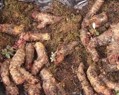 民间中医土方子,治腰椎间盘突出,一种野草根加